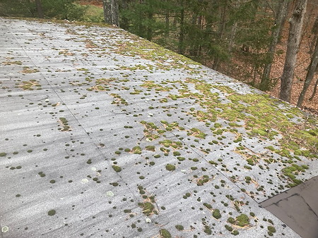 Pocono roof moss removal why shingle lichen is ruining your east stroudsburg roof